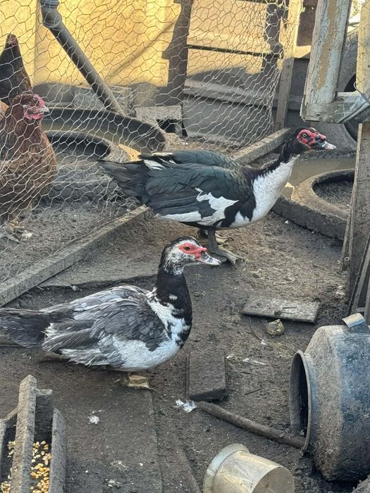 Продавам  животни.