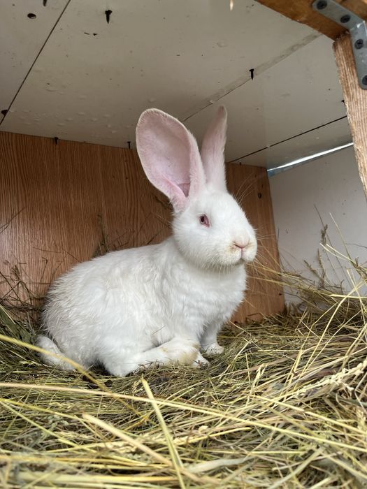 Iepurași uriaș german