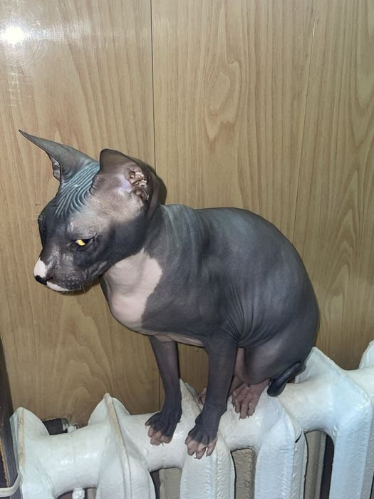 Кот сфинкс канадский