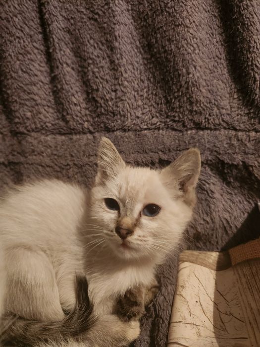 Отдам котят мальчиков