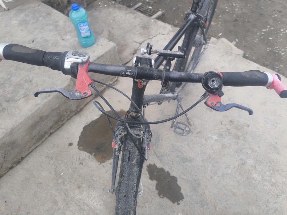 Velik bigbul amerikaniski