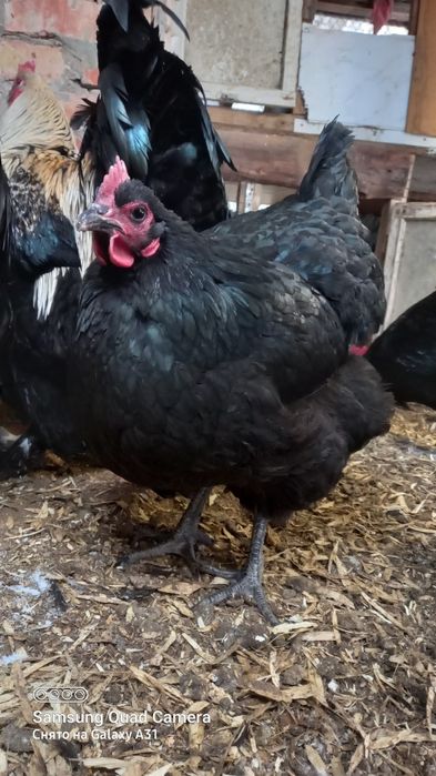 Продажа яйцо на инкубацию