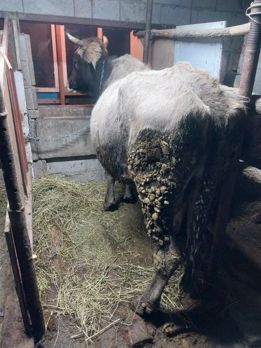 Продам корову стильная