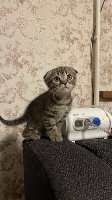 Котята   девочки