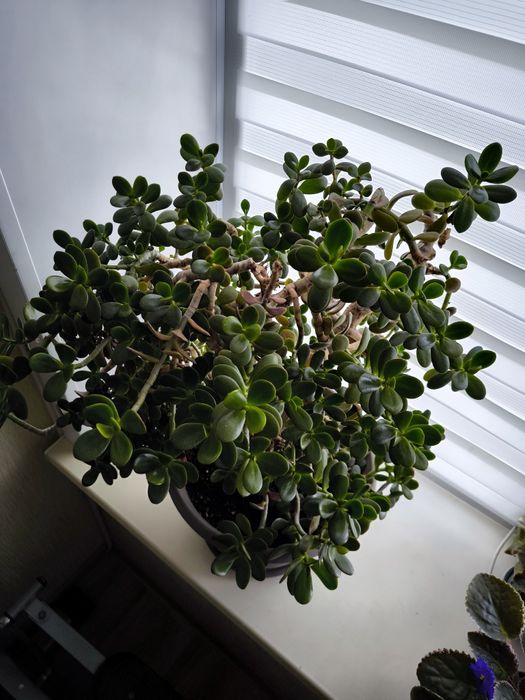 Денежное дерево крассула (толстянка)