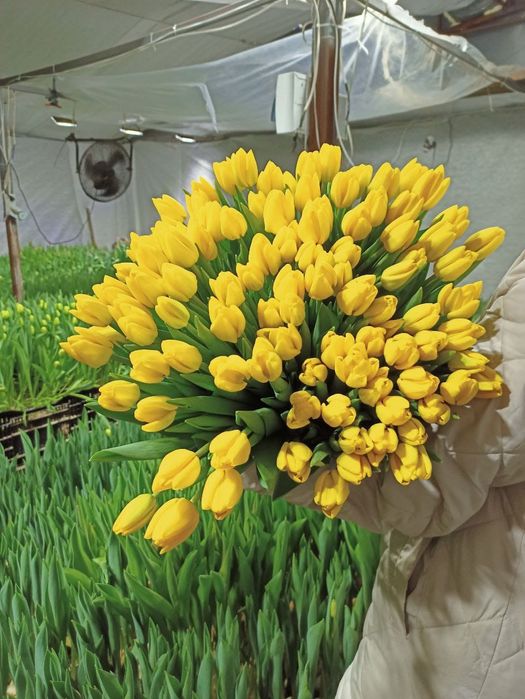 •Тюльпаны •цветы