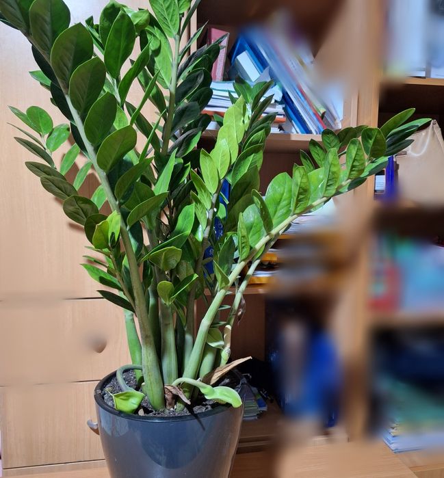 Замиакулькас ( долларовое дерево)