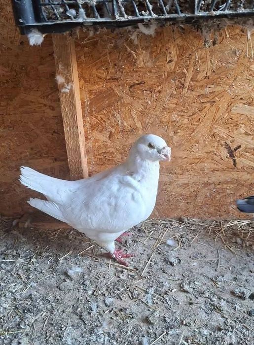 Vând sau schimb cu diverse