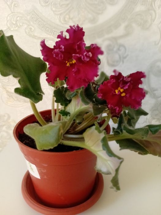 Комнатные растения