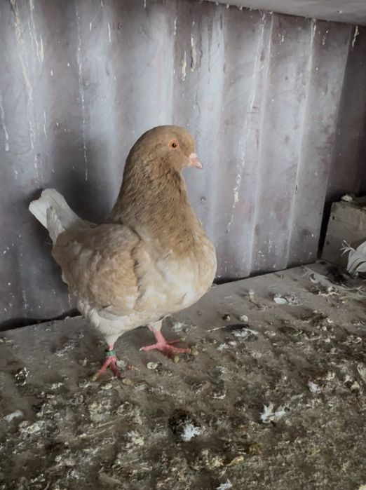 Продам голубей породы выстовочный кинг !