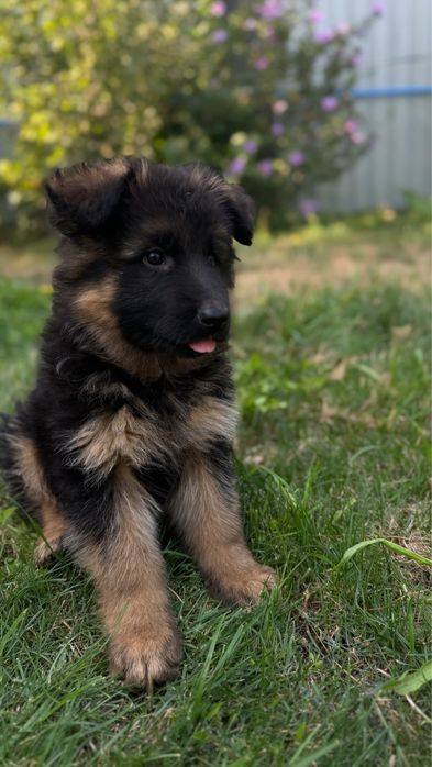 Щенки немецкой овчарки