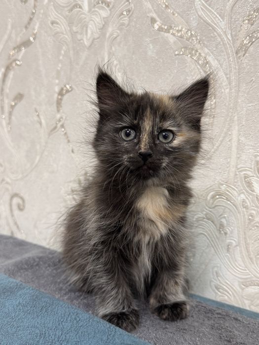 Отдам котят в  добрые  руки!