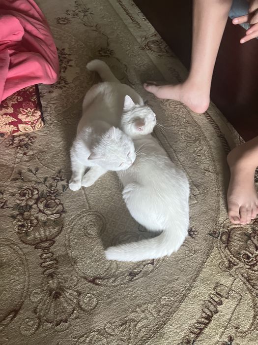 Кошка шотландская Мама и сын