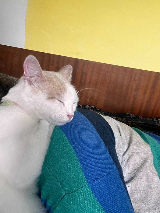 КОТАК търси любящ дом