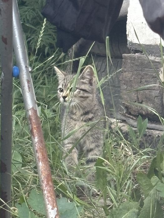 Отдам котенка в добрые руки