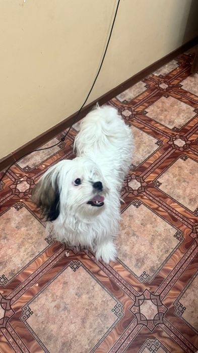 Продается собака щи тцу