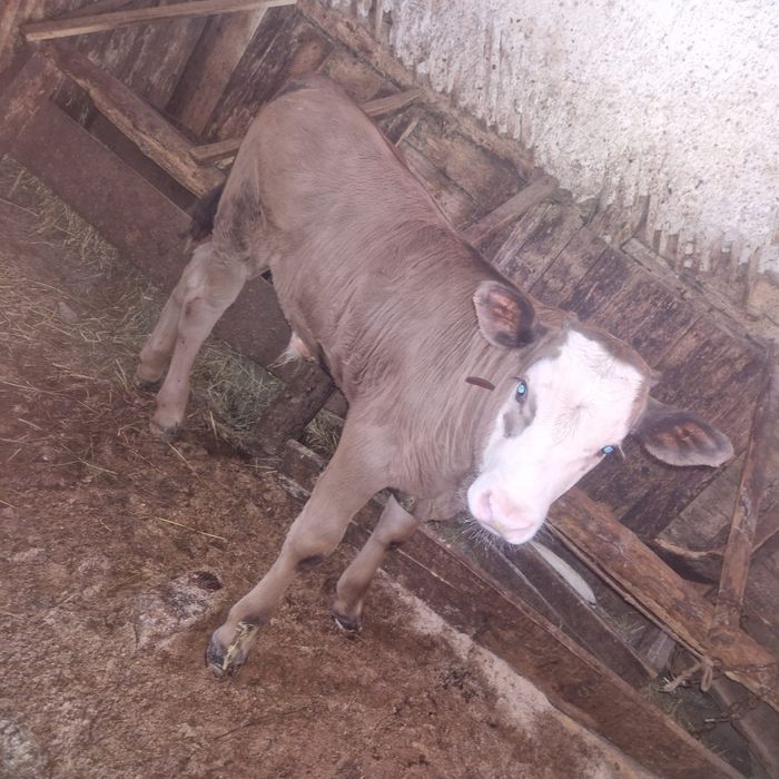 Vaca Baltata Romaneasca