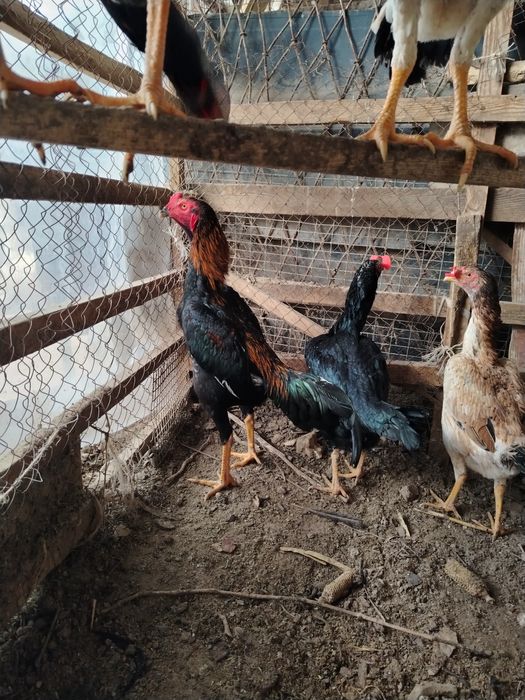 Дакан Тухум сотилади