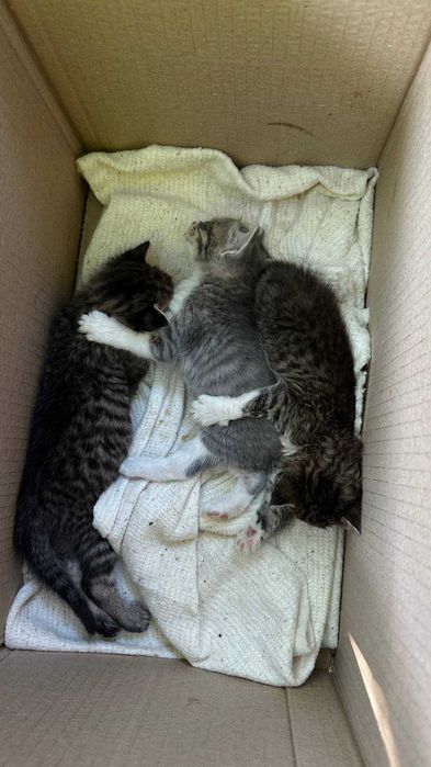 Котята ищут дом, очень милые и дружелюбные