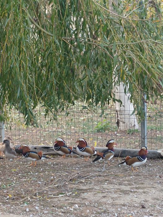 Rațe Mandarine Standard masculi