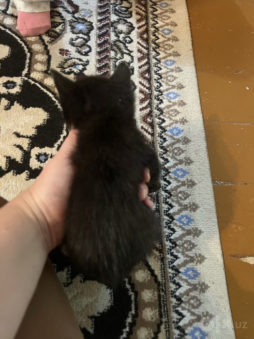 Отдам в хорошие руки котята домашние