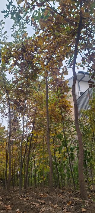 Dub, Chinor, Kashtan ko‘chatlari sotiladi!