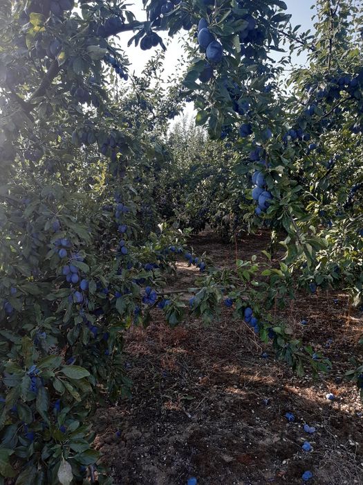 Prune de vanzare