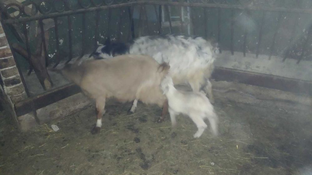 Продавам ярета и кози