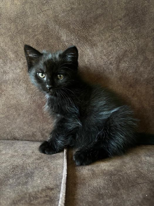 Отдадим котенка в добрые руки