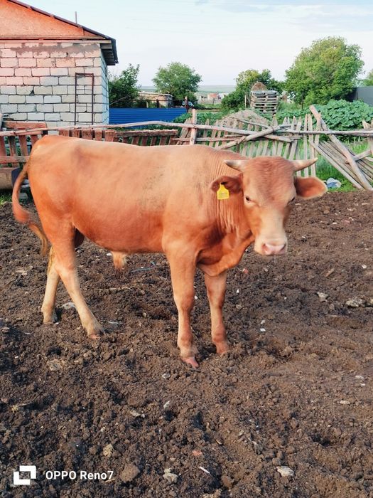 Продам молодняк 16 голов