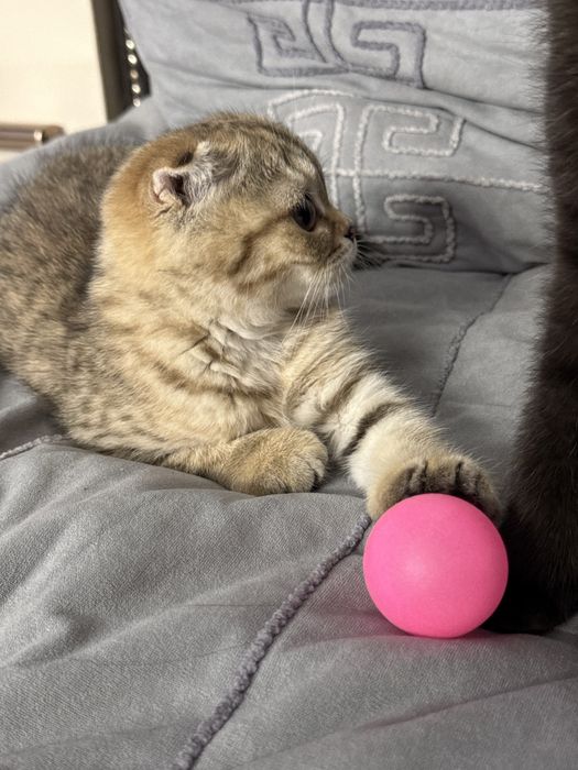 Скотиш фолд  вислаухие