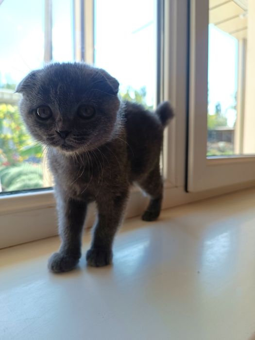 Шотландский выслоухо