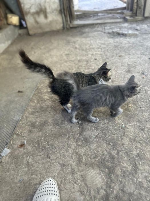 Отдам кошек в добрые руки