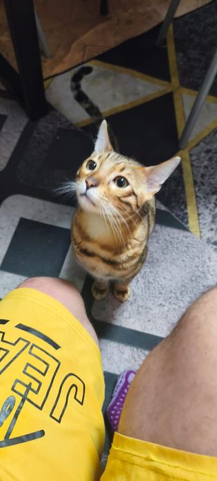 Продам бенгальский кот