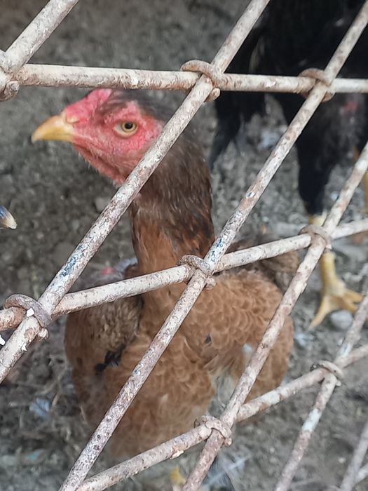 Товуклар сотилади.