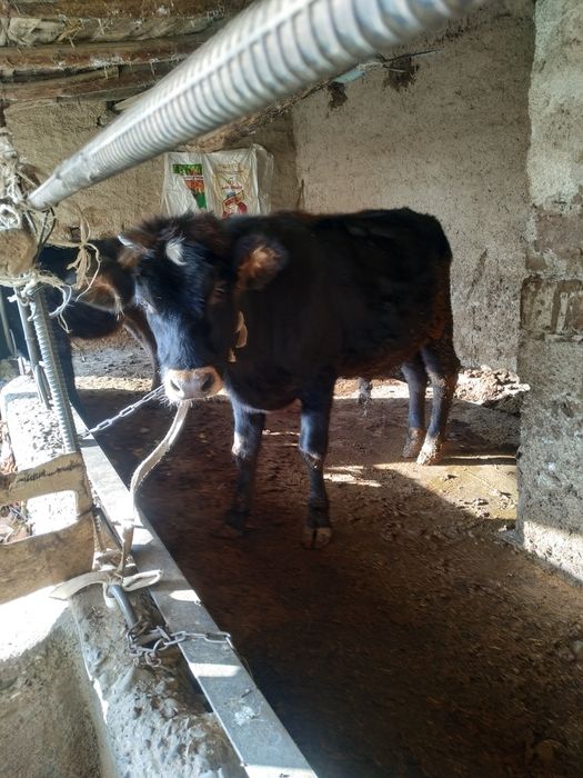 Buqa sotiladi  15,milyon