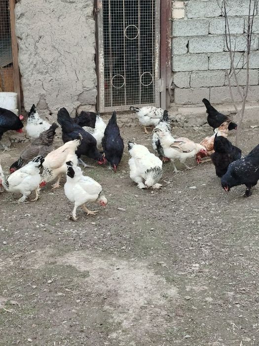 Цыплята породы Брама.