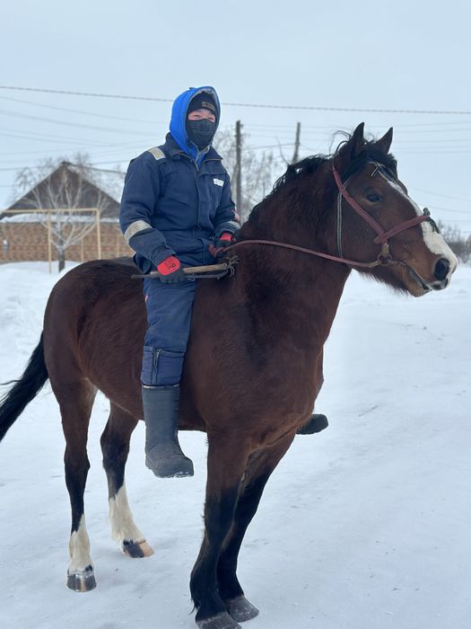 Продам хорошего жеребца