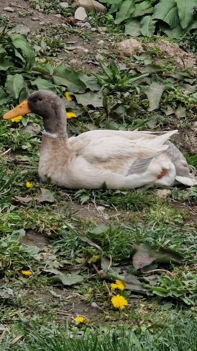 Familie rate indiene alergatoare 2+1