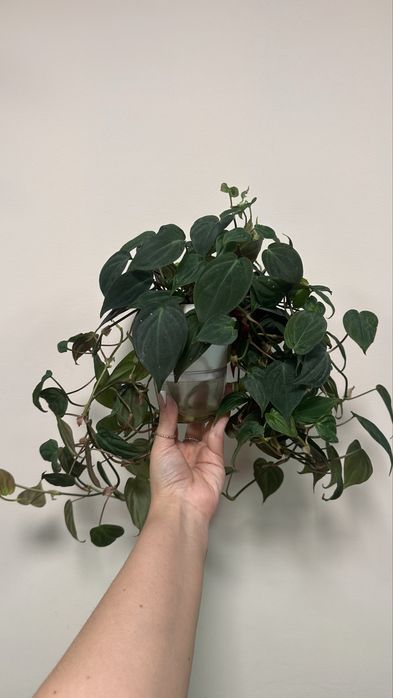 Филодендрон миканс