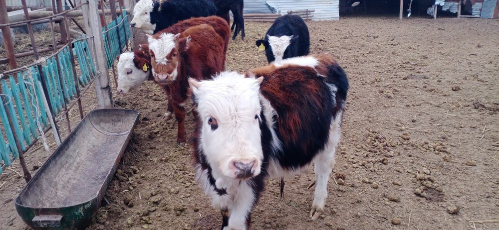 Баспақтар сатылады