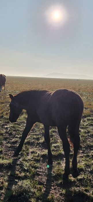 Жылкы лошадь сатамын