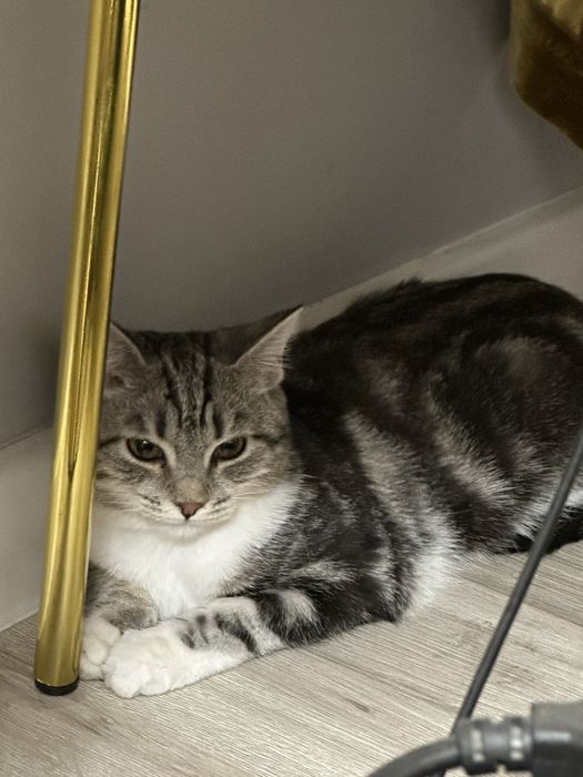 Кошка, ей пол года