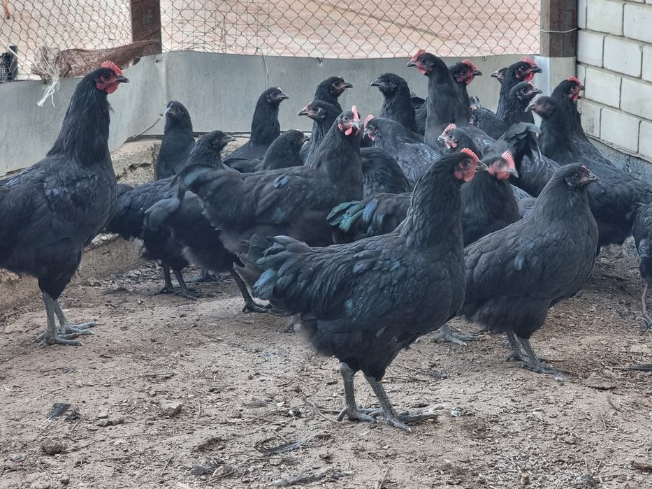 Австролоп чёрные куры