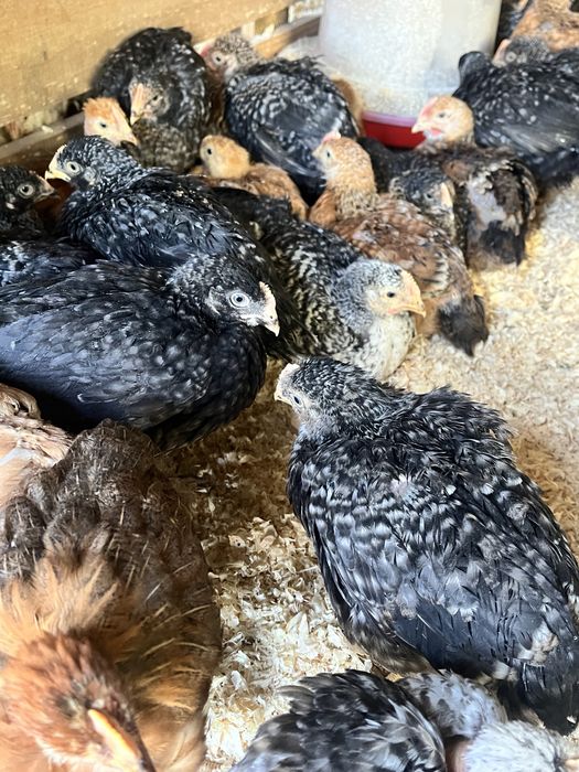 Pui zburați rasă mixtă