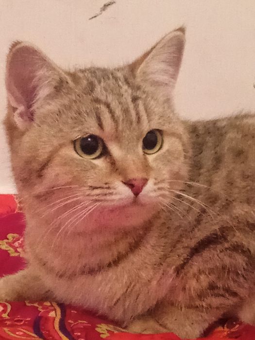 Продам Шодладского котёнка 5 месяцев