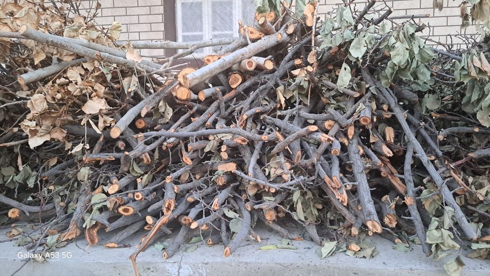 Урик дарахти утинлари сотилади