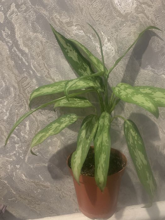 Красивые комнатные цветы