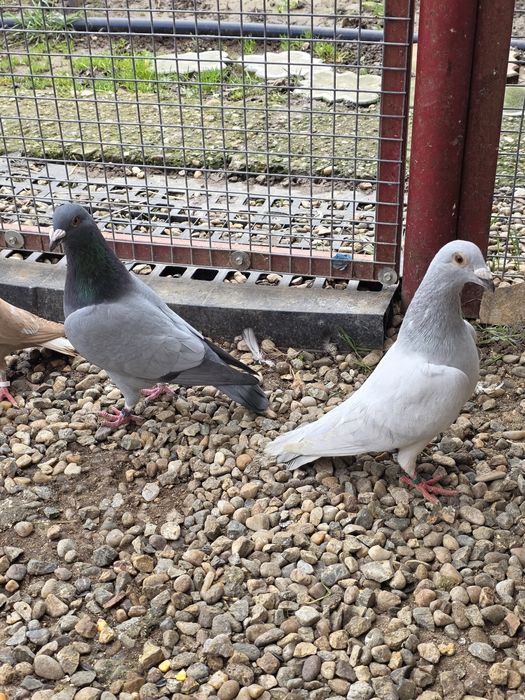 Porumbei    stil vechi -muelemans si barless!!!Masculi!!!