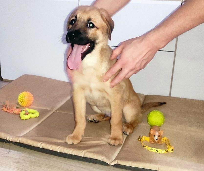 Щенок собака бесплатно